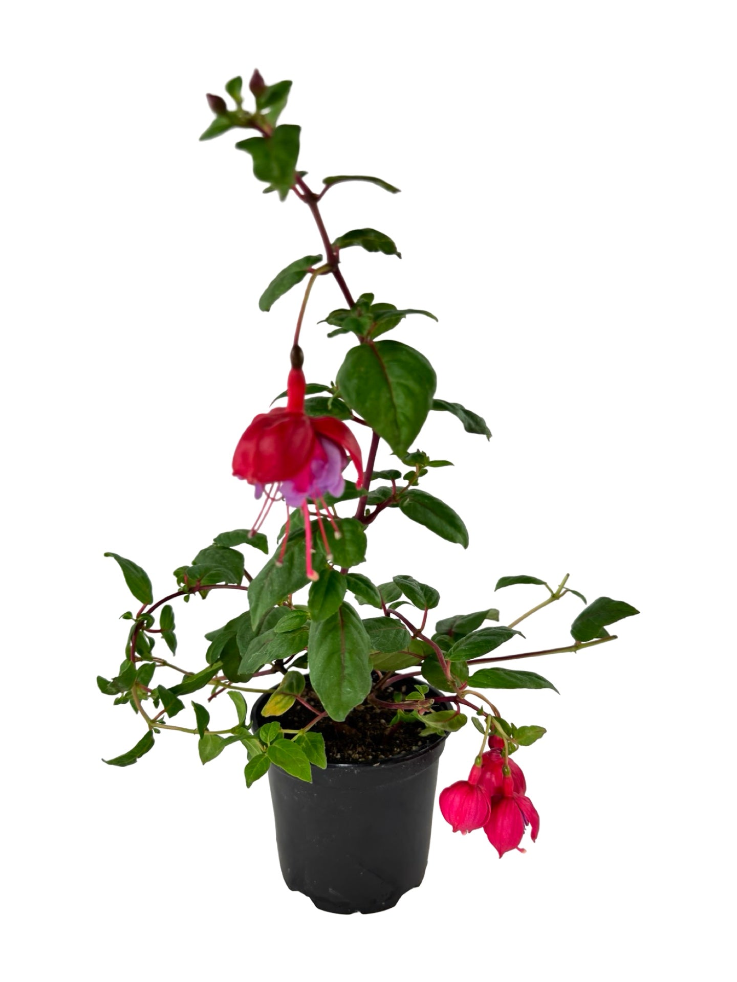 Fuchsia 'Blue Eyes' - Annuals
