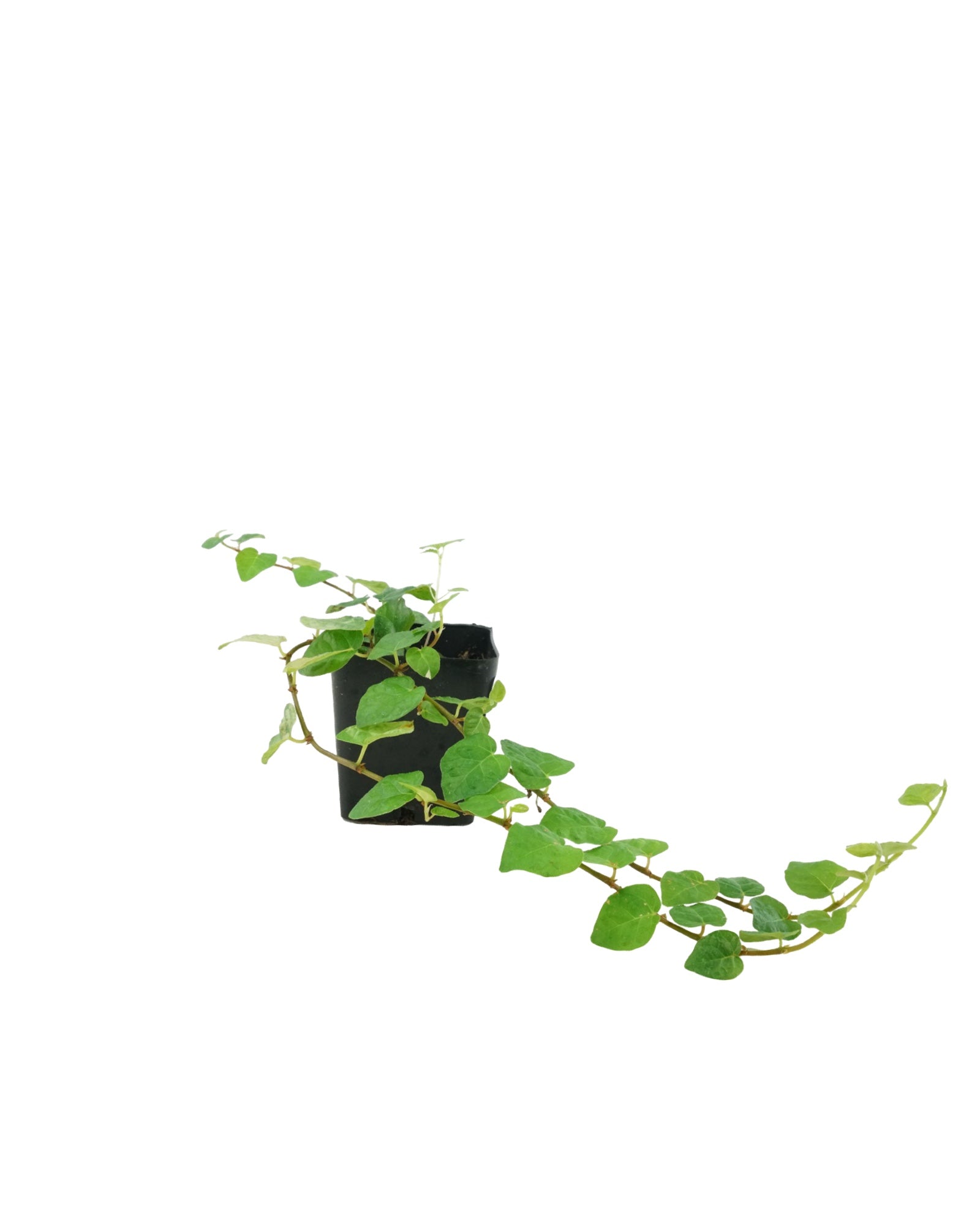 Ficus pumila - House Plants