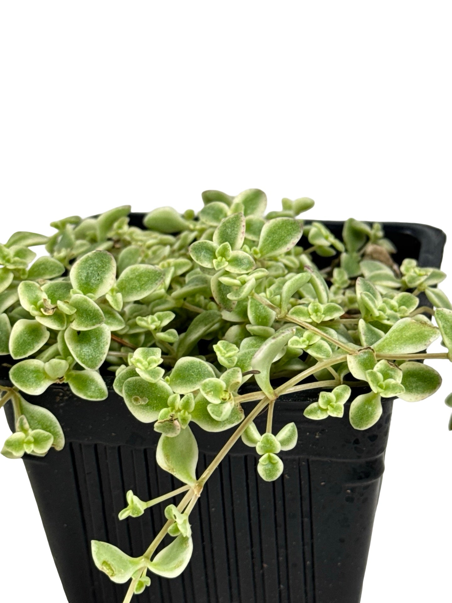 Sedum 'Little Shimmer' - Groundcovers