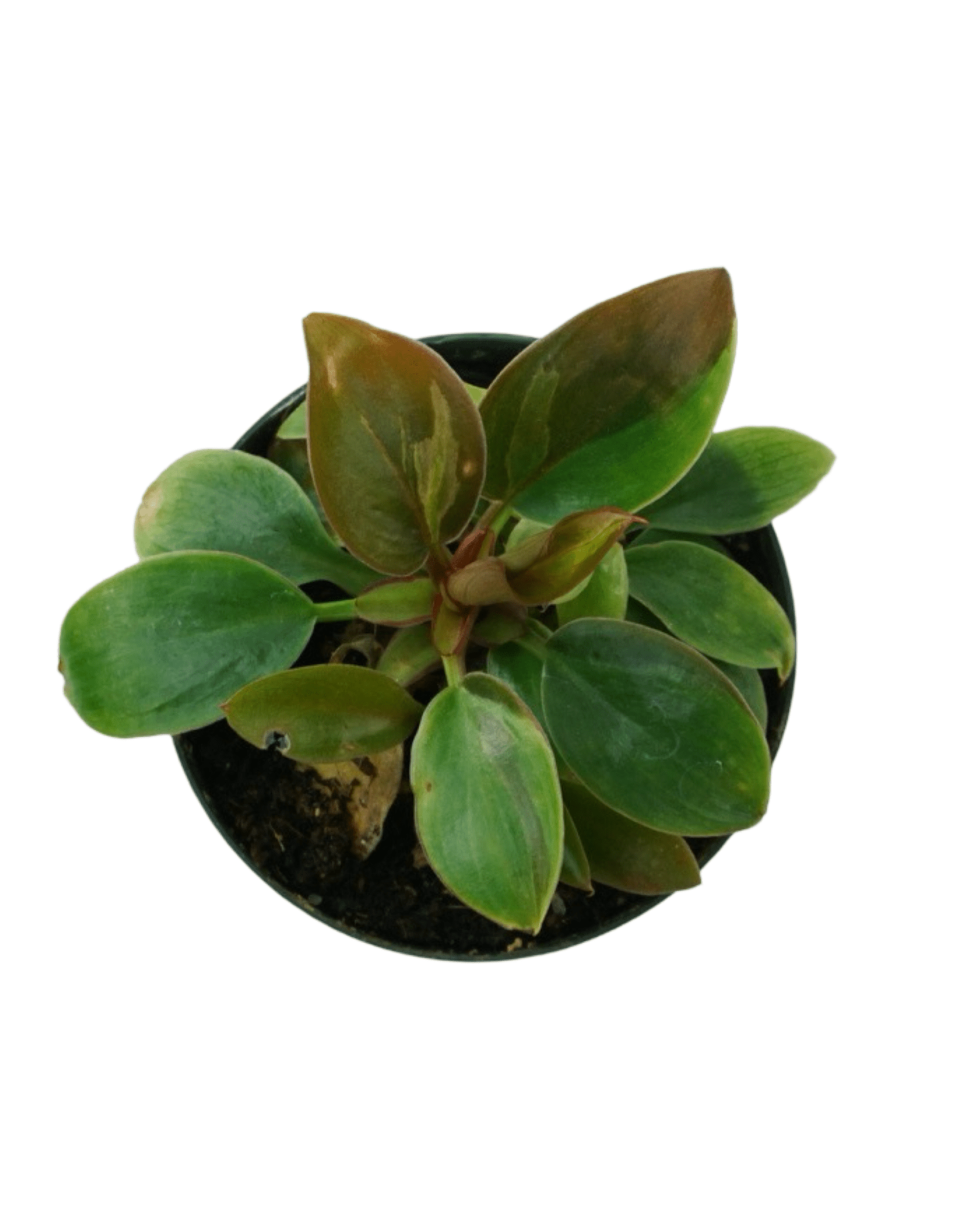 Philodendron subhastatum - The Garden Corner