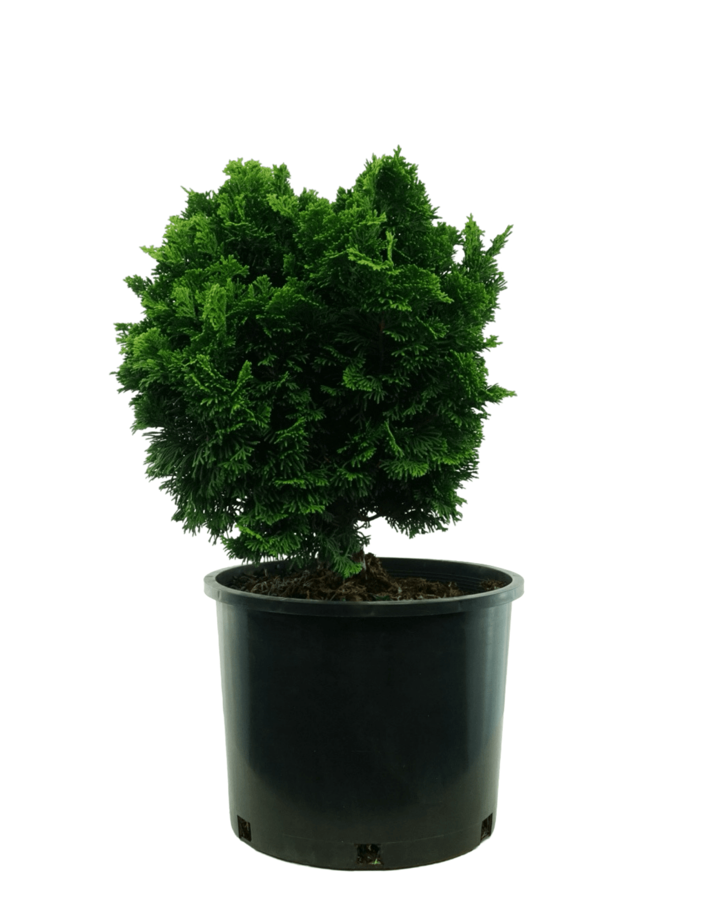 Chamaecyparis obtusa 'Nana Gracilis' - The Garden Corner