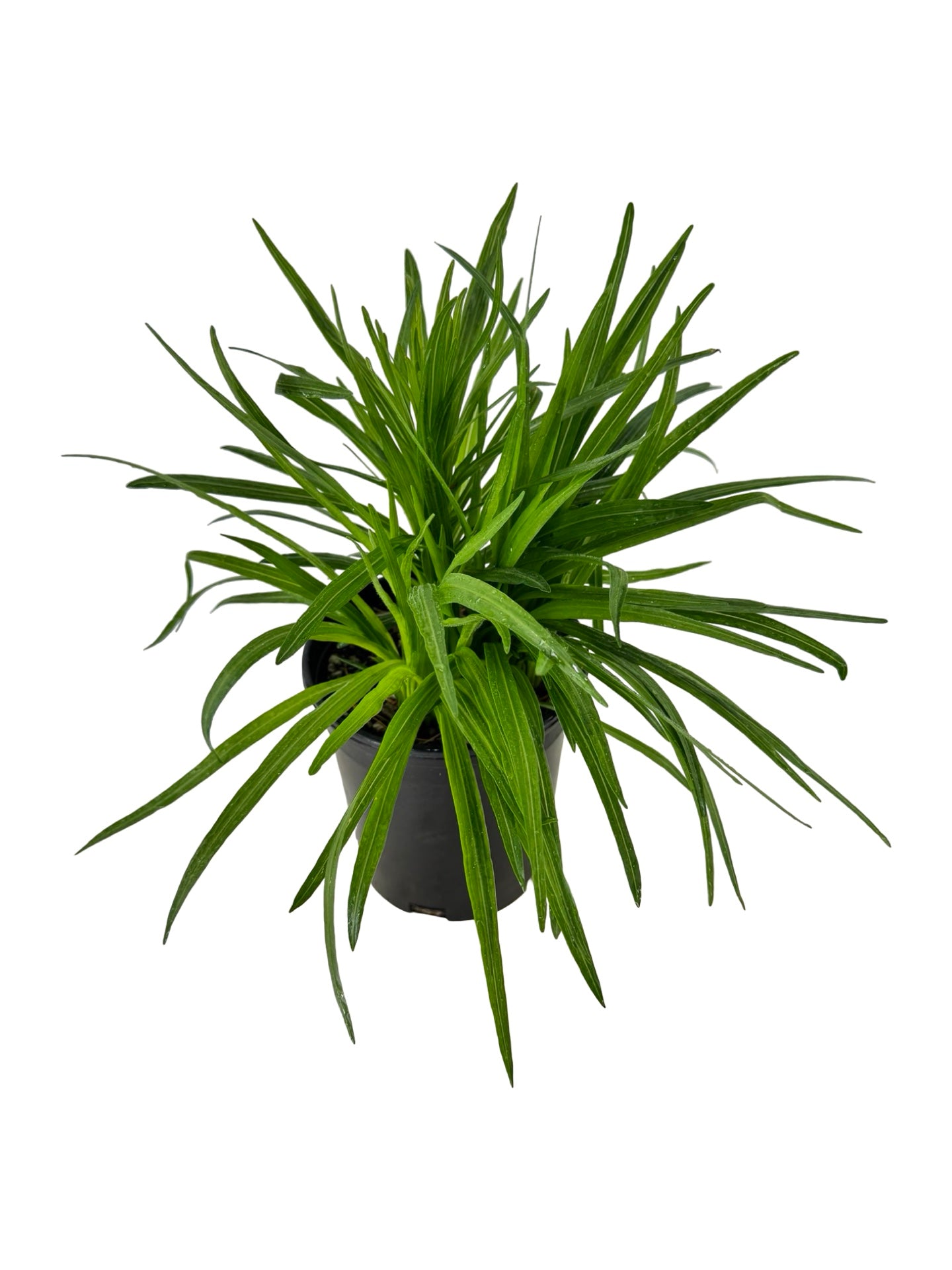 Liatris spicata ‘Kobold’ - Perennials