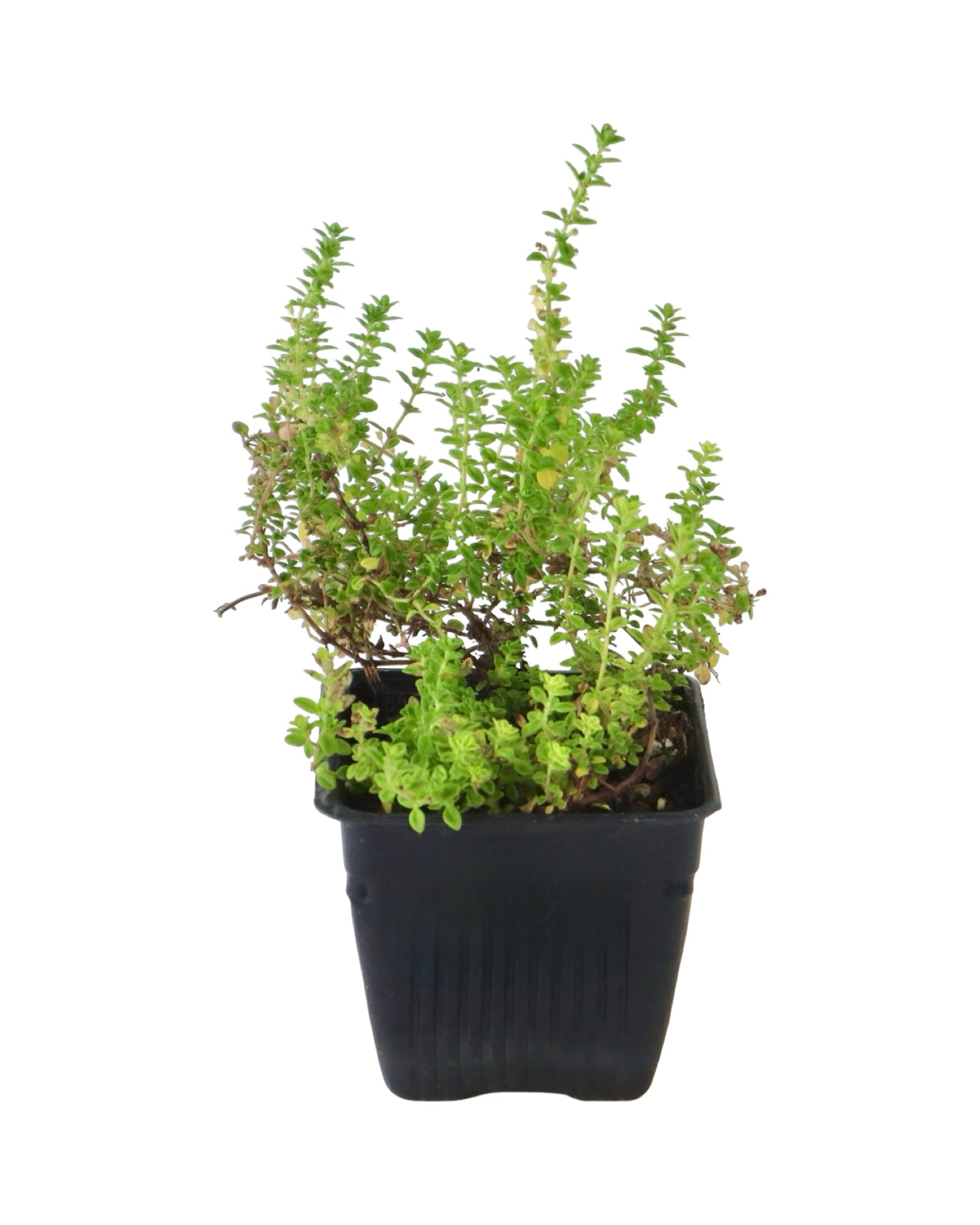 Thymus vulgaris - Herbs and Vegetables