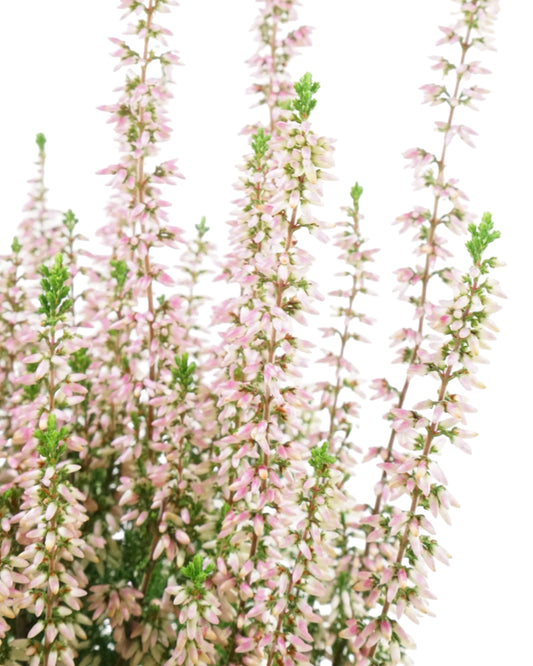 Calluna vulgaris 'Magda'