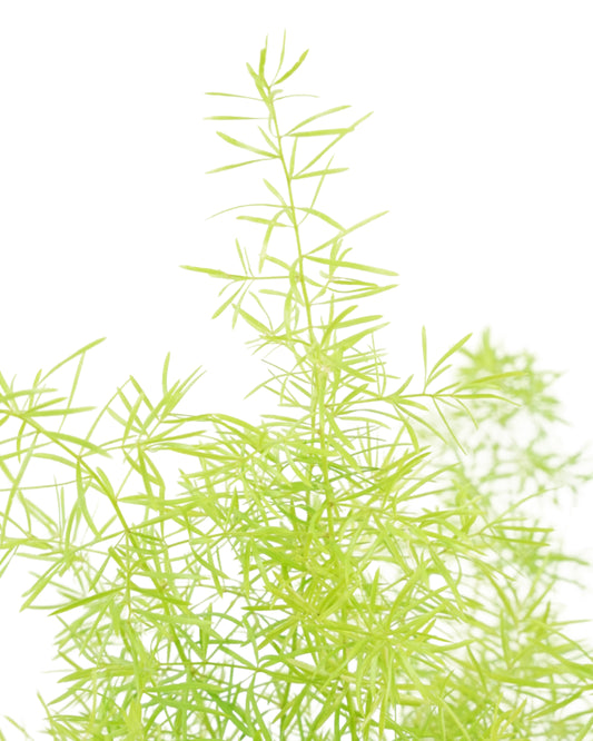 Asparagus densiflorus 'Sprengeri'