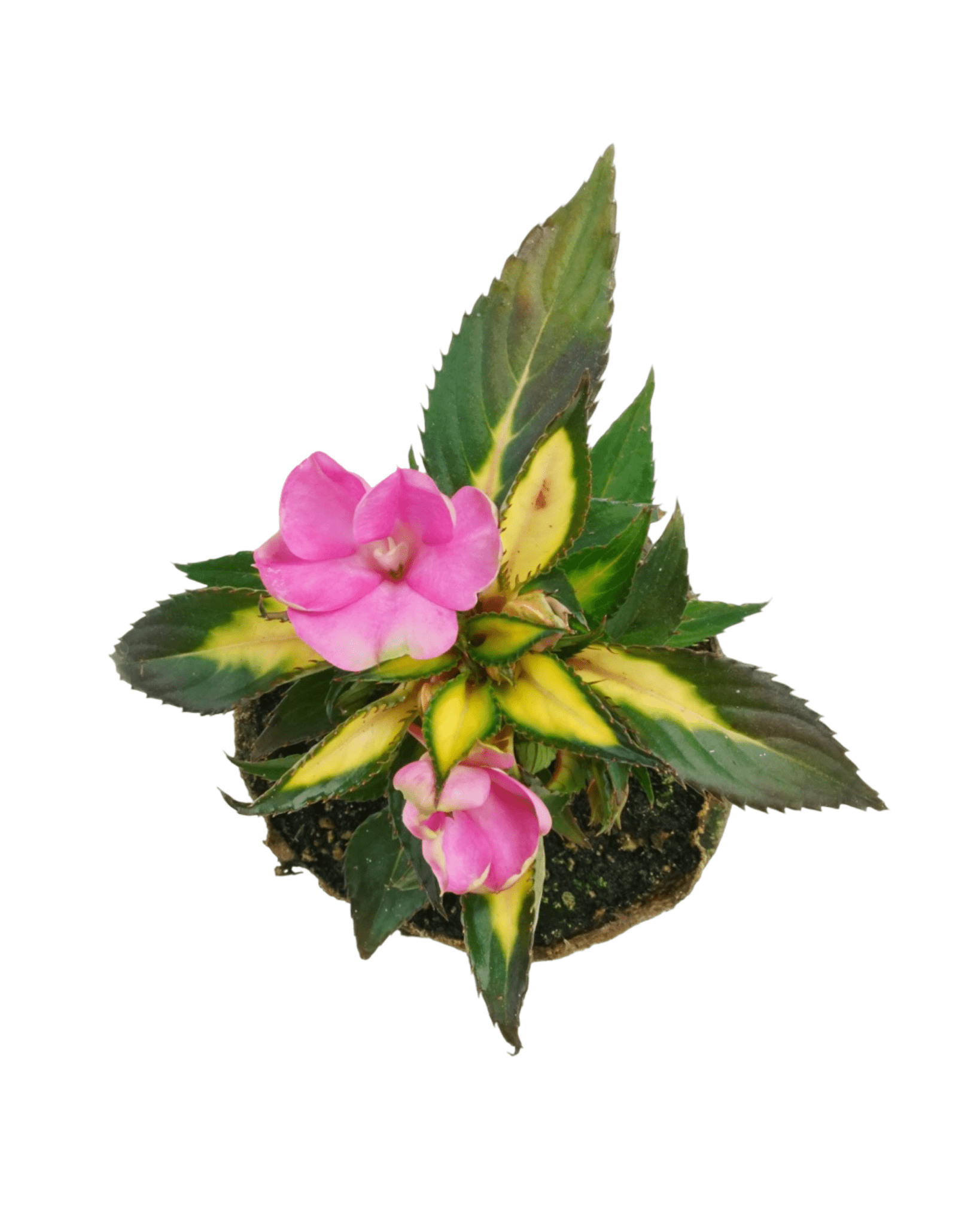 Sunpatiens 'Compact Tropical Rose' - The Garden Corner