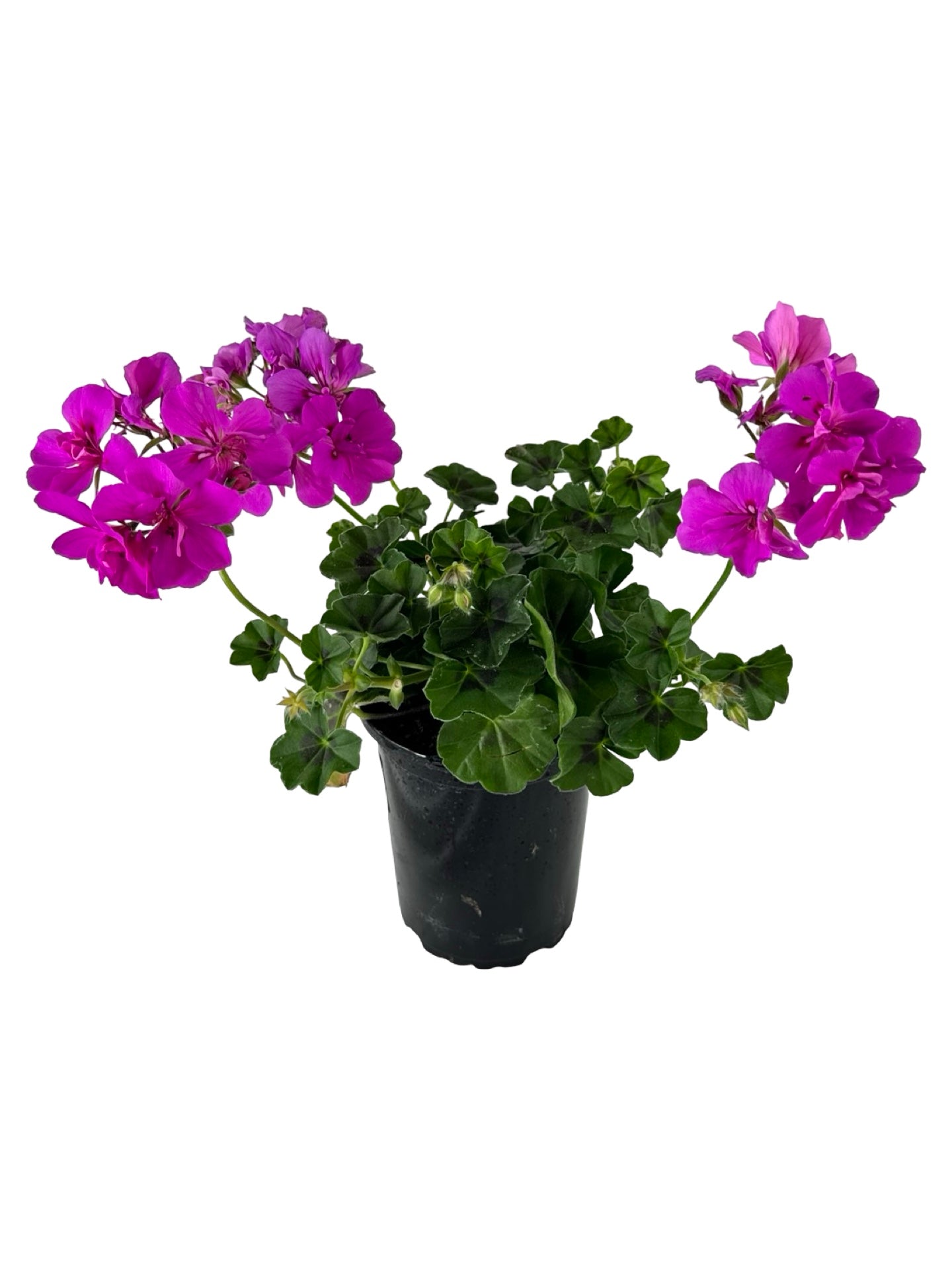Geranium Ivy Focus™ 'Shocking Blue' - Annuals