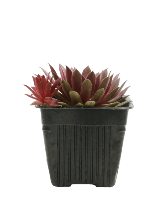 Sempervivum 'Centennial' - The Garden Corner