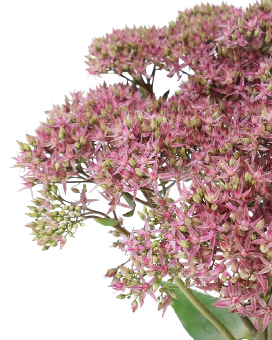 Sedum 'Mr. Goodbud'
