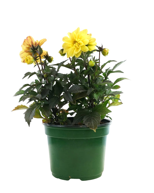 Dahlia 'City Lights™'