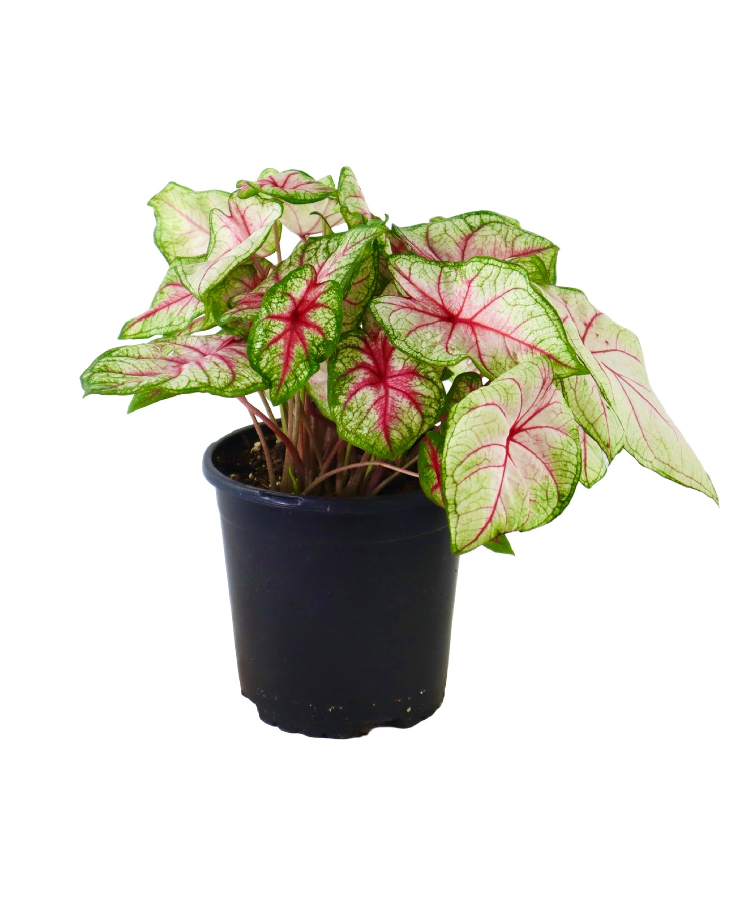 Caladium 'Summer Breeze' - House Plants