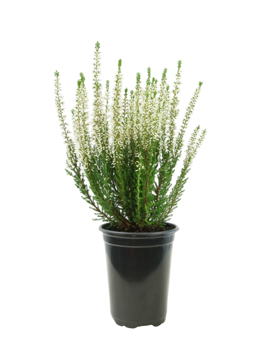 Calluna vulgaris 'Viva'