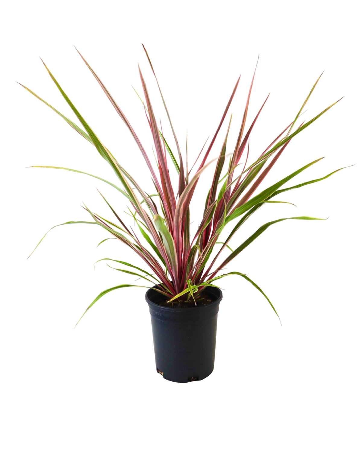 Cordyline 'Dancing Can Can' - Perennials