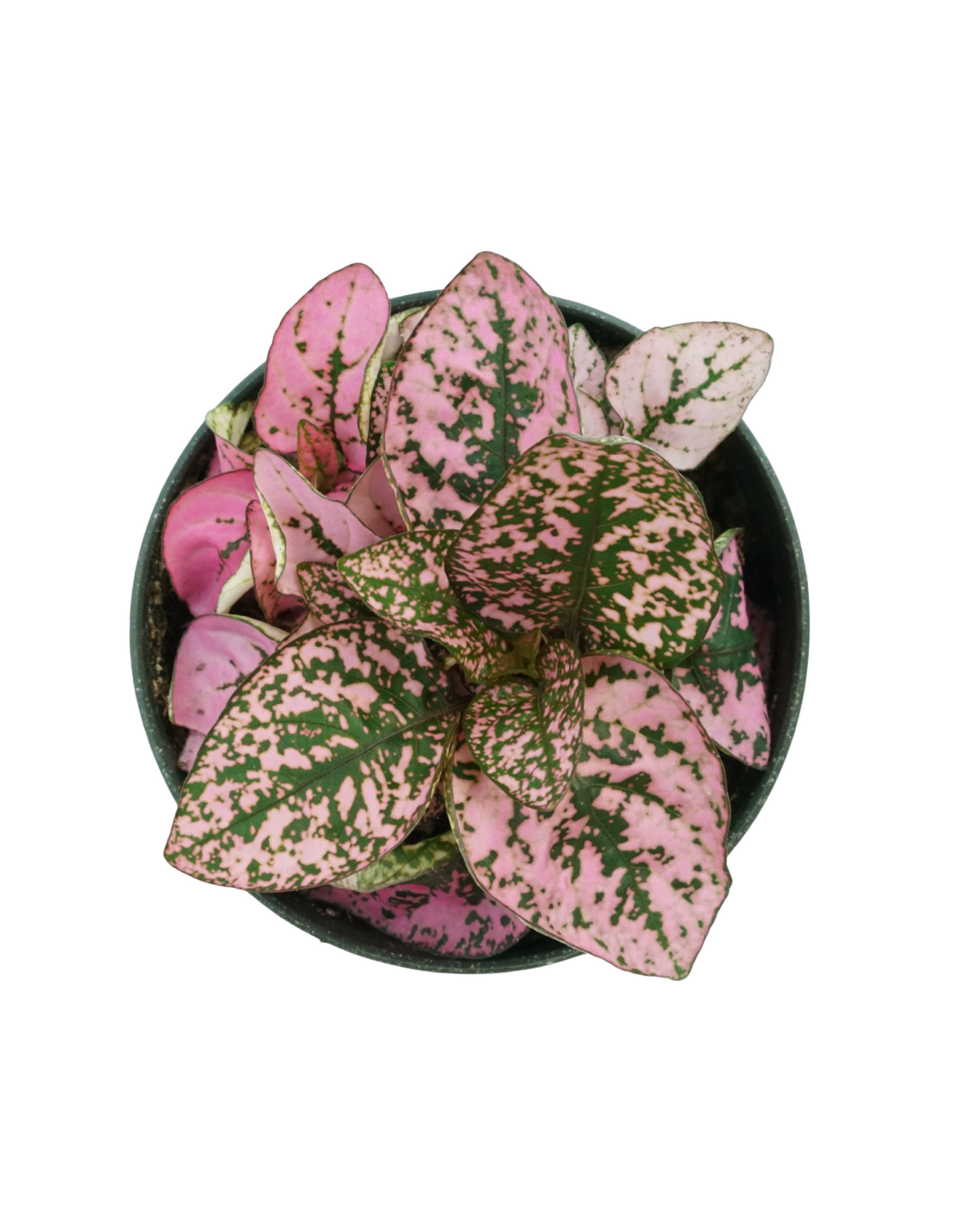 Hypoestes phyllostachya 'Pink' - House Plants