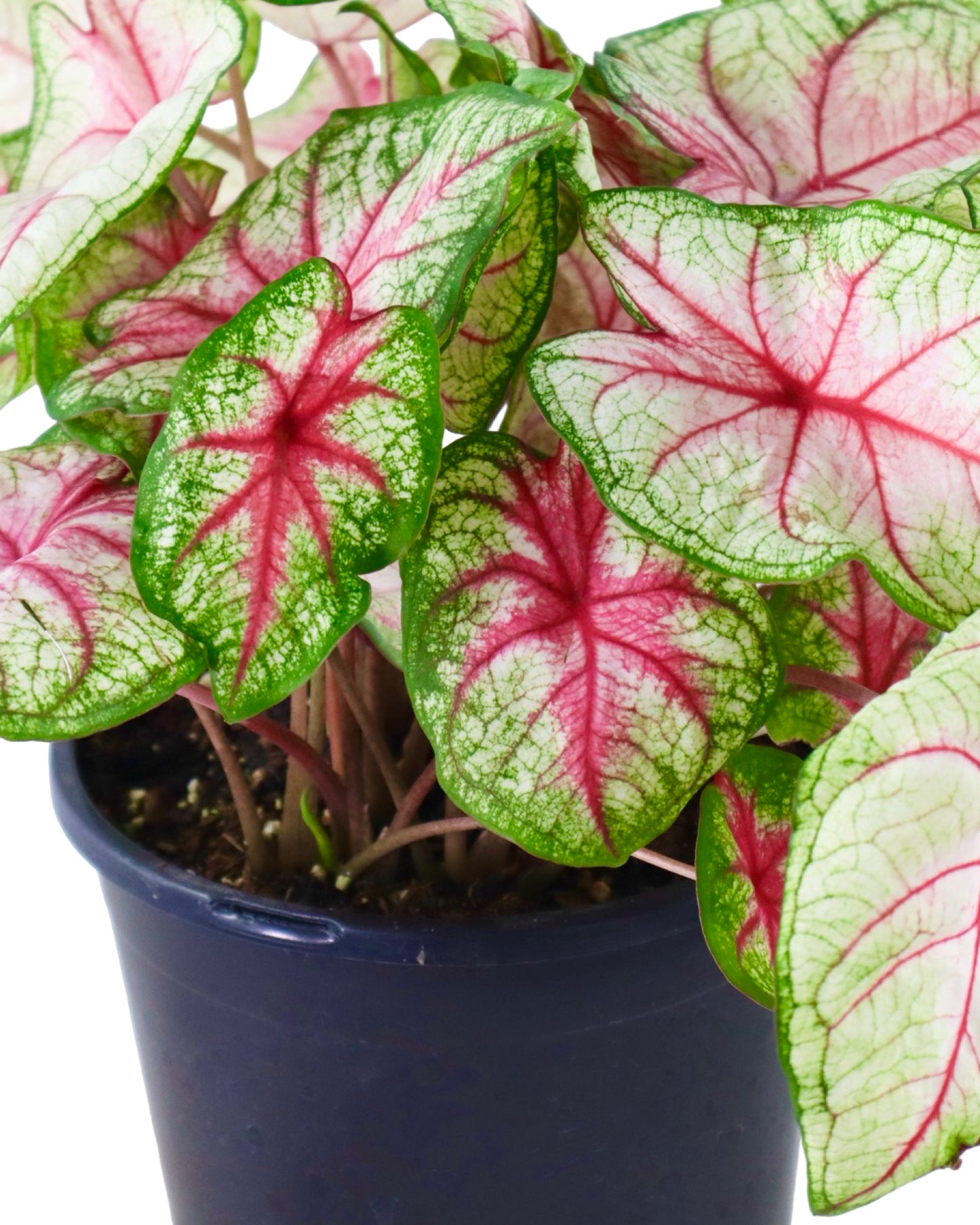 Caladium 'Summer Breeze' - House Plants