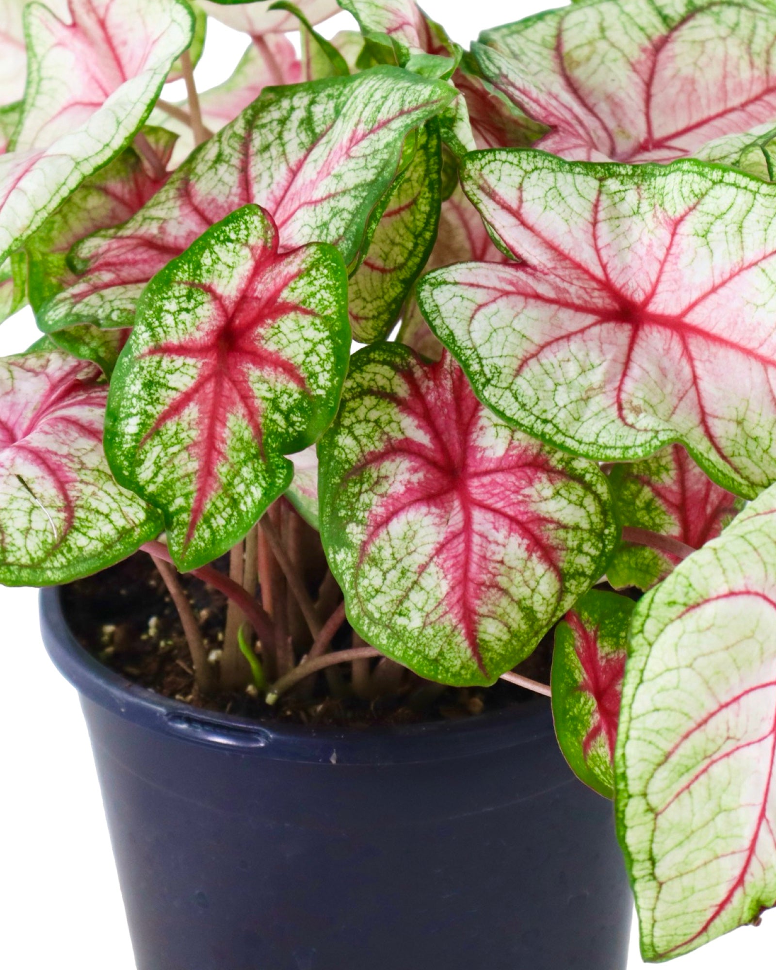 Caladium 'Summer Breeze' - House Plants