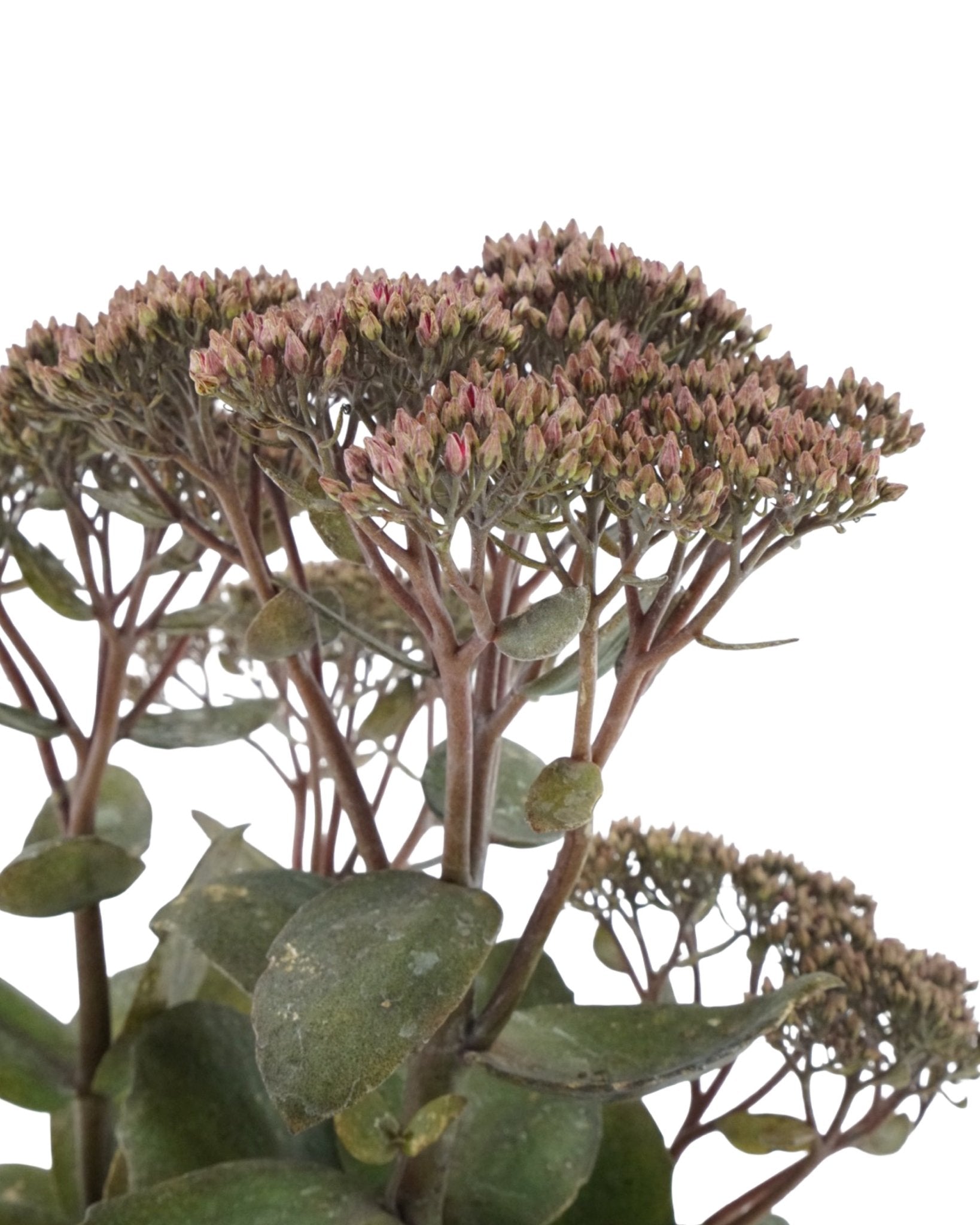 Sedum 'Thunderhead' - The Garden Corner
