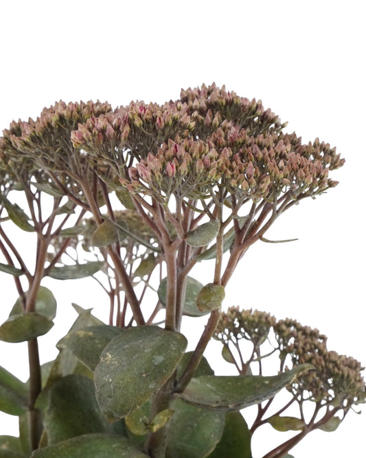 Sedum 'Thunderhead' - The Garden Corner