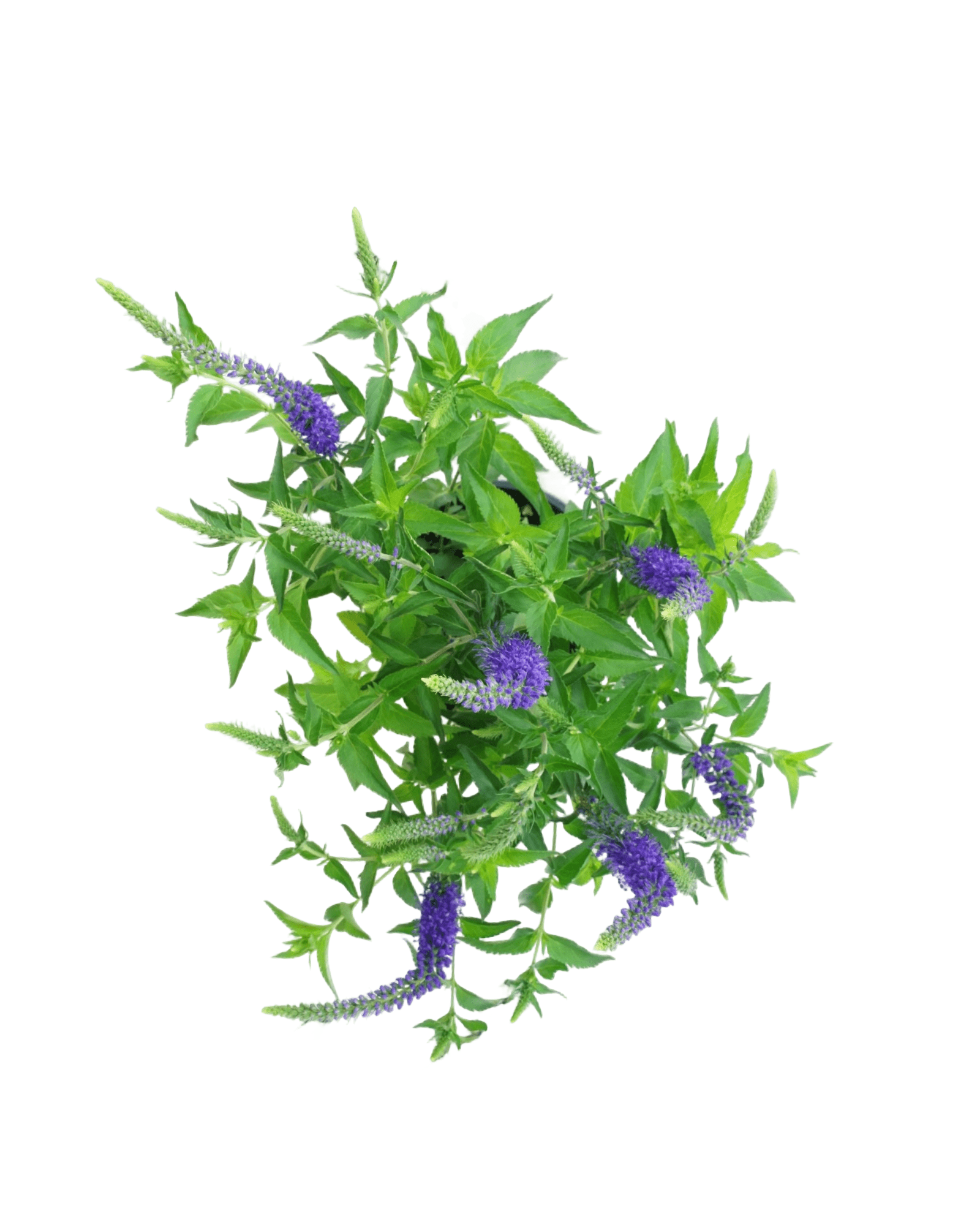 Veronica 'Darwins Blue' - The Garden Corner