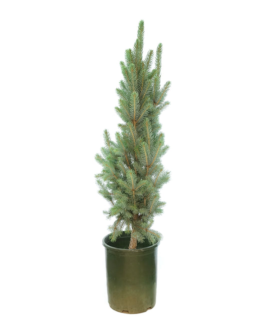 Picea pungens 'Iseli Fastigiate' - The Garden Corner