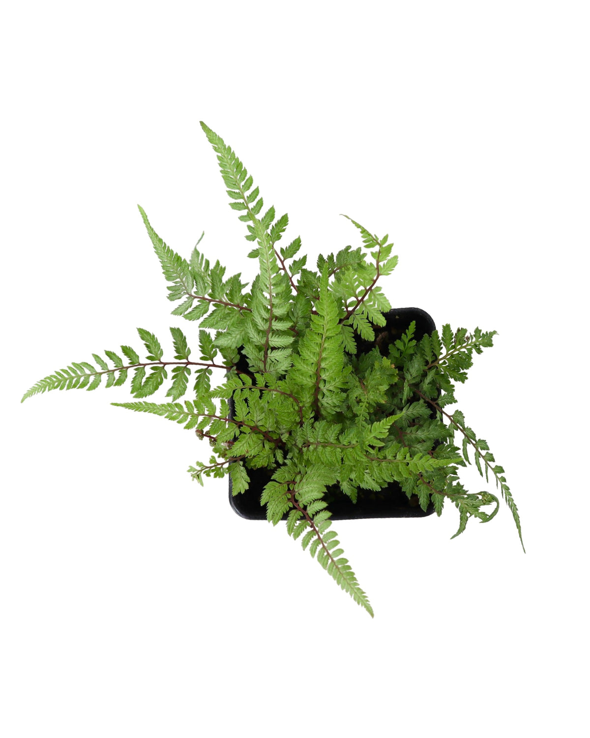 Athyrium niponicum pictum 'Pearly White' - Perennials