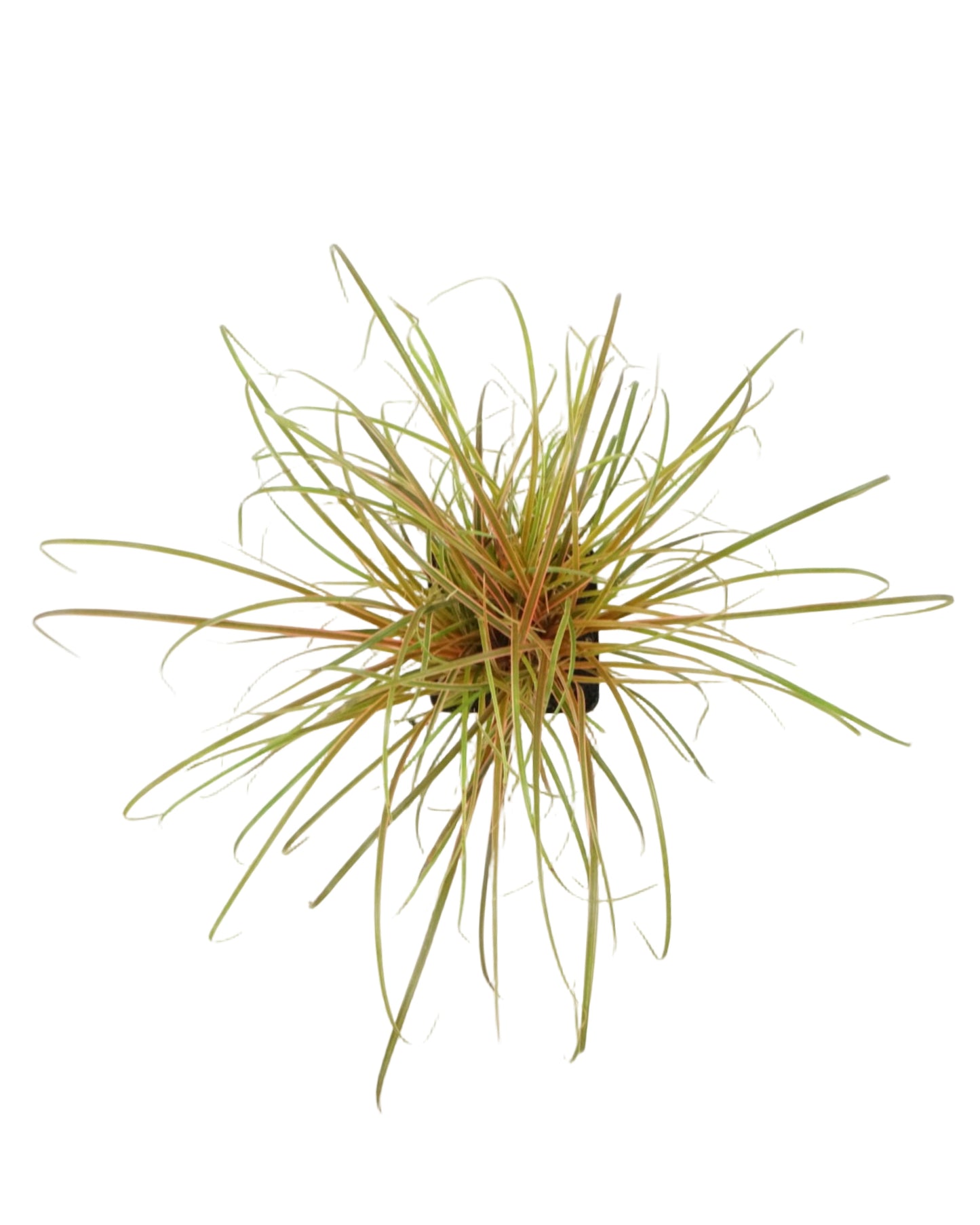 Uncinia rubra 'Belinda's Find'