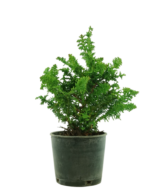 Chamaecyparis obtusa 'Filicoides Compacta'