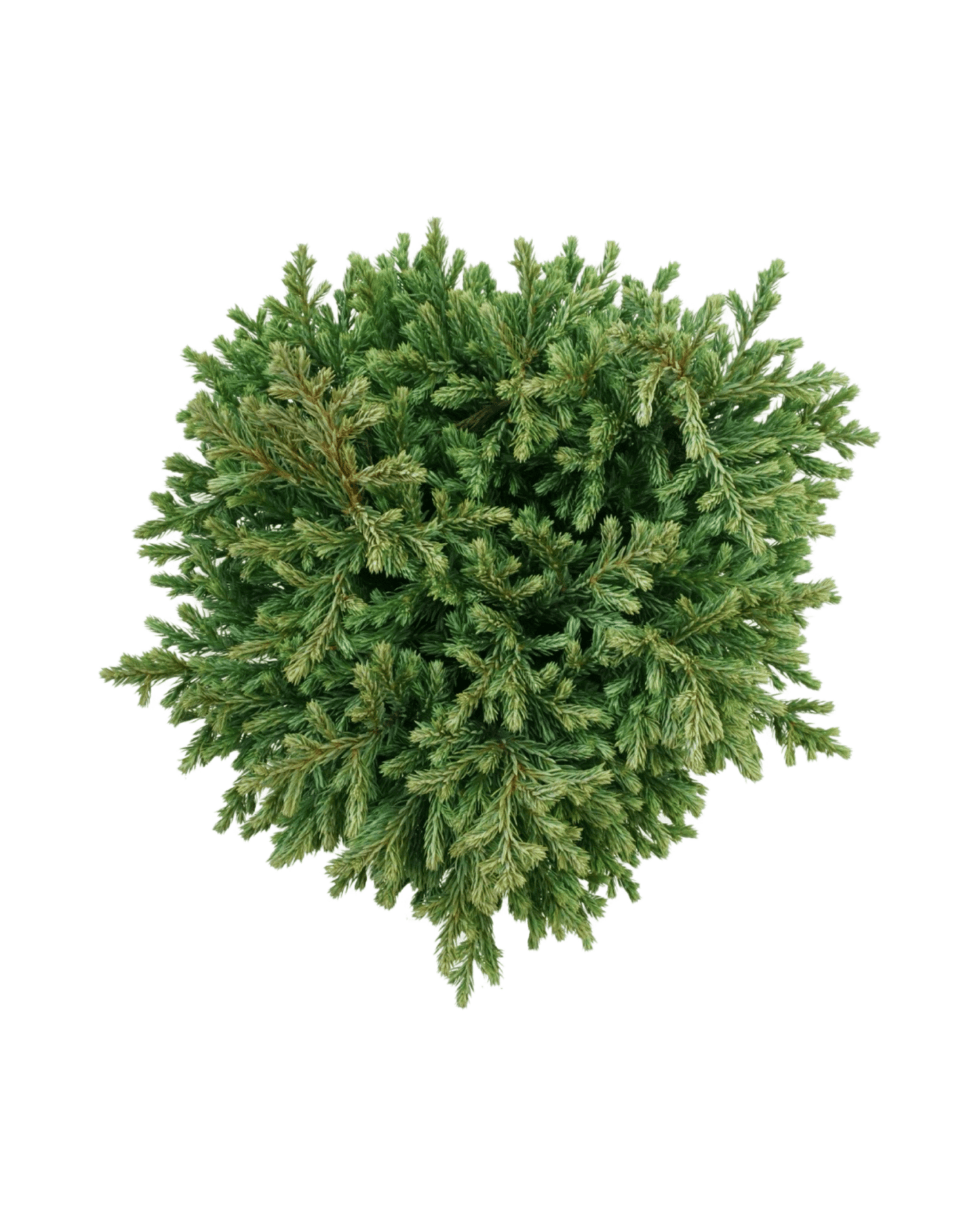 Chamaecyparis pisifera 'Blue Moon'