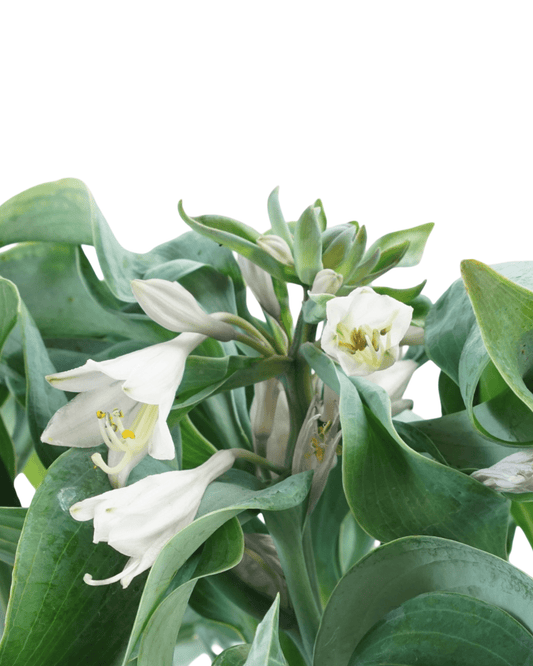 Hosta 'Hadspen Blue' - The Garden Corner