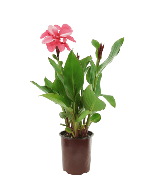 Canna 'Cannova Rose' - The Garden Corner