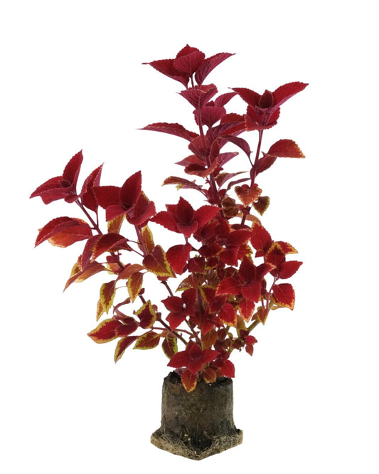 Coleus 'Ruby Slipper' - The Garden Corner