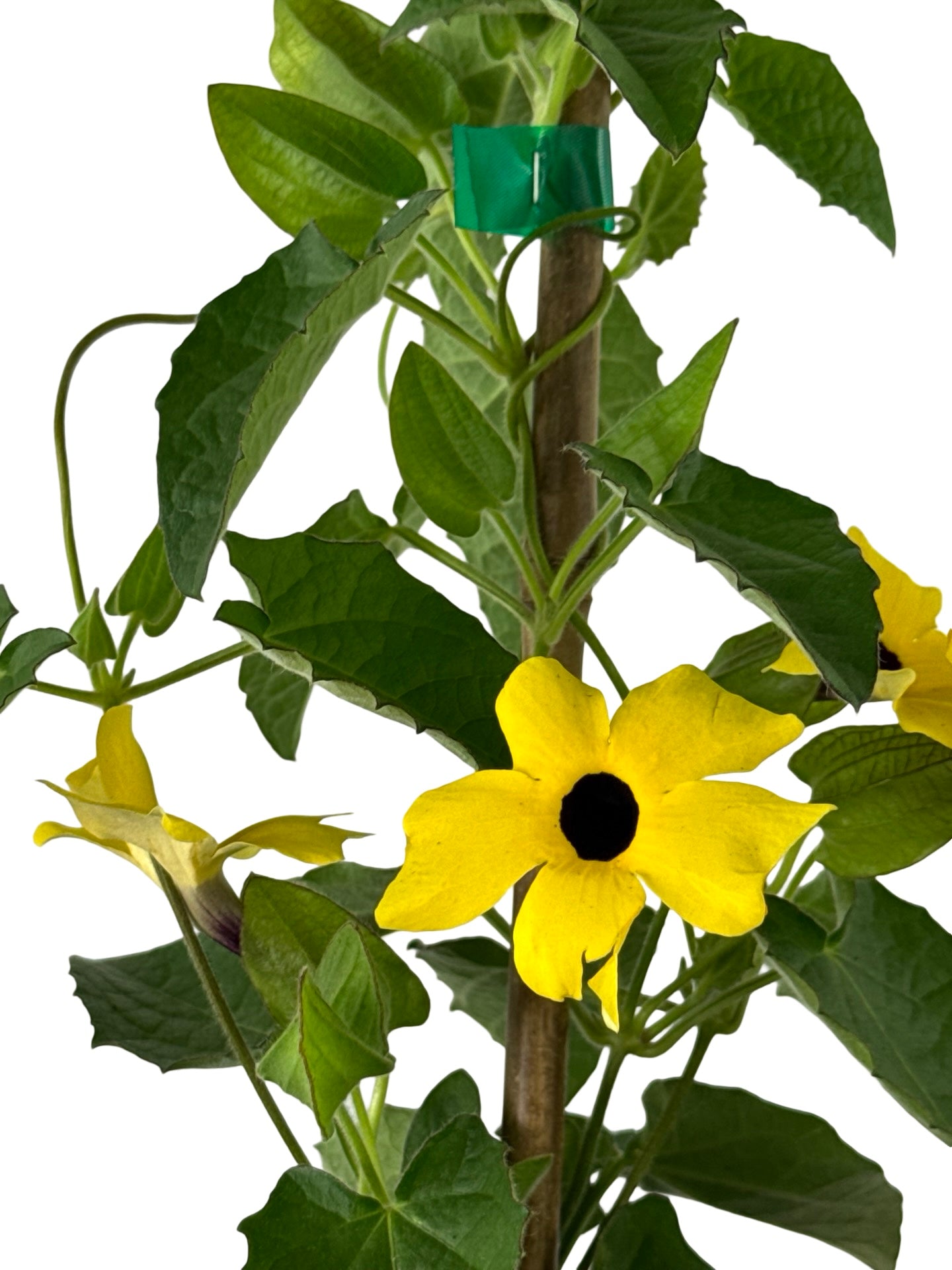 Thunbergia alata Sunny™ 'Lemon Star' - Annuals