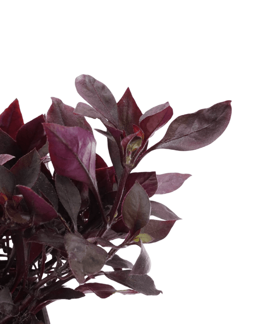 Alternanthera 'Purple Prince' - The Garden Corner