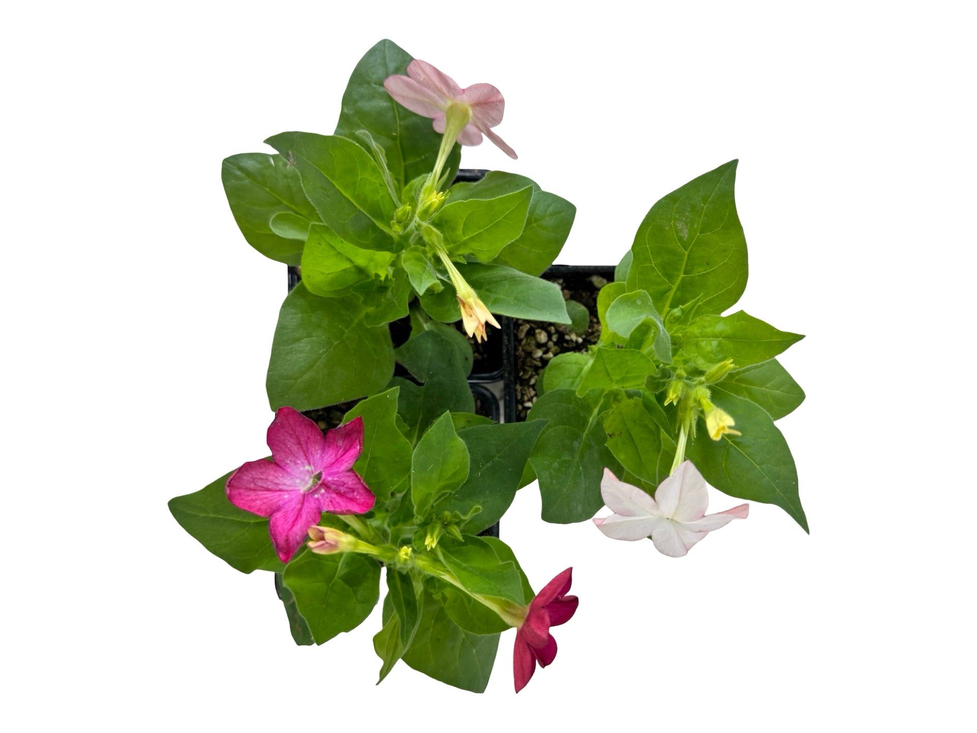 Nicotiana 'Saratoga Mix' - Annuals