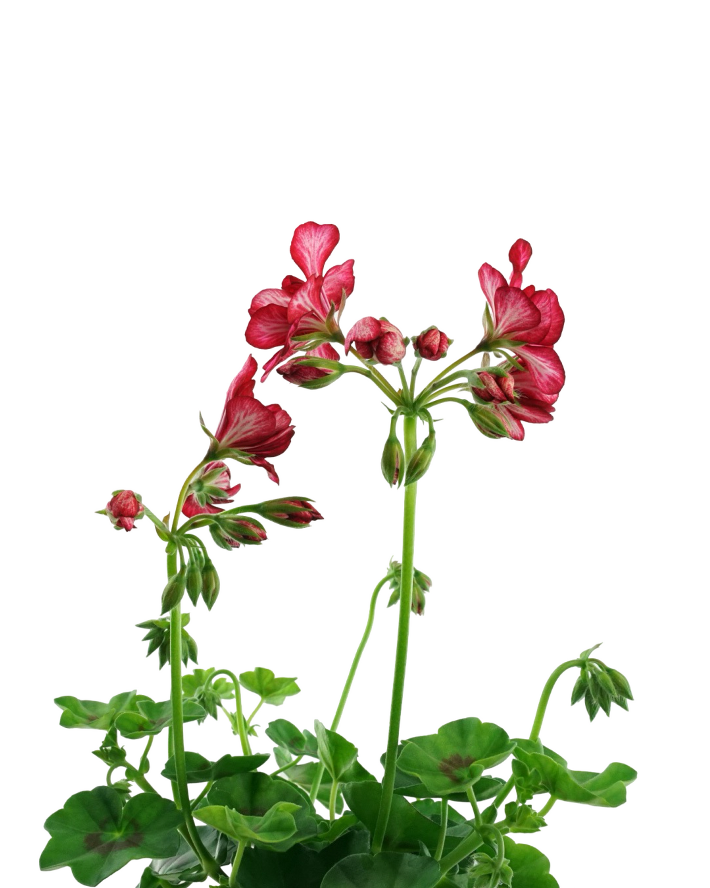 Geranium Ivy Focus™  'Red Ice'