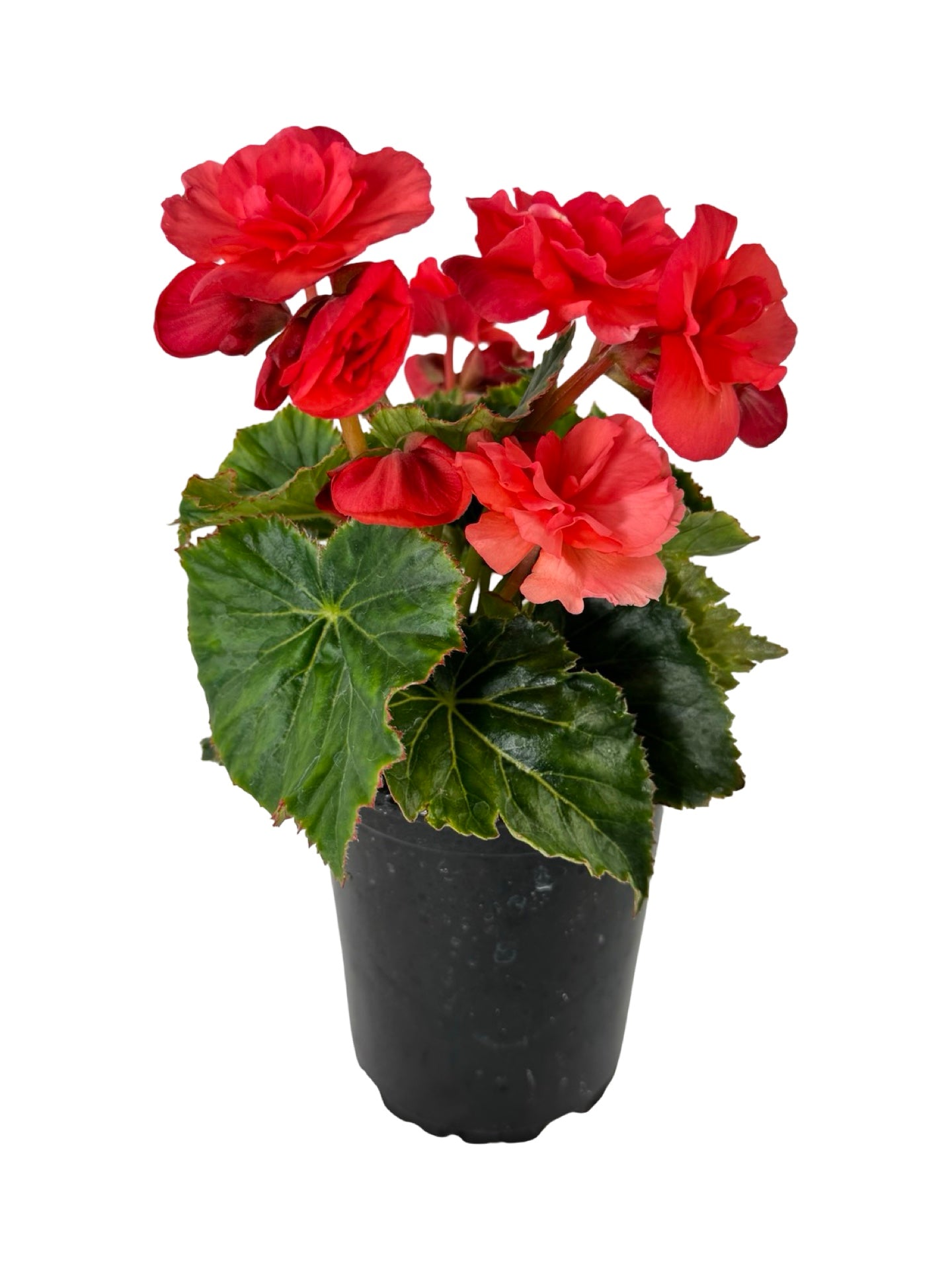 Solar Begonia Salmon Coral - Annuals