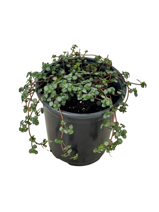 Pilea glauca 'Silver Sparkle' - House Plants