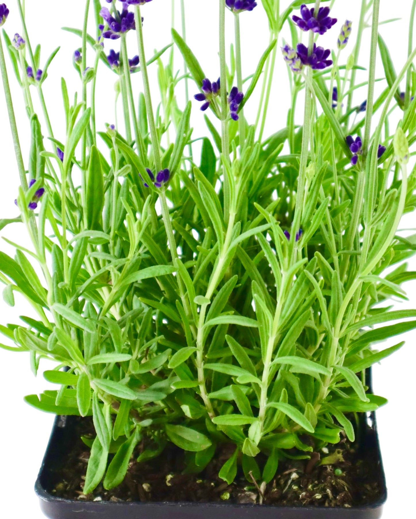 Lavandula angustifolia 'Hidcote Blue' - Herbs and Vegetables