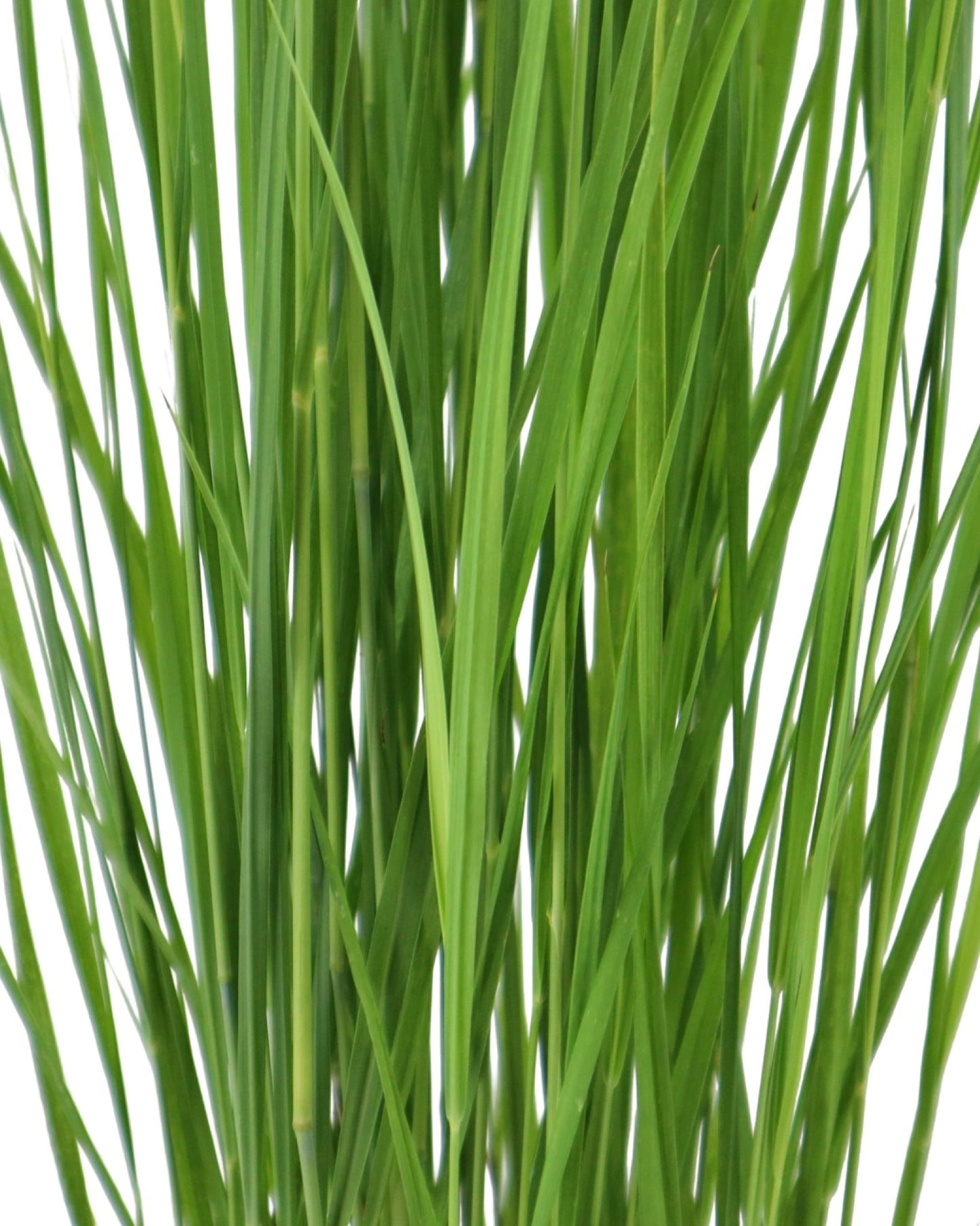 Panicum virgatum 'Northwind' - Perennials