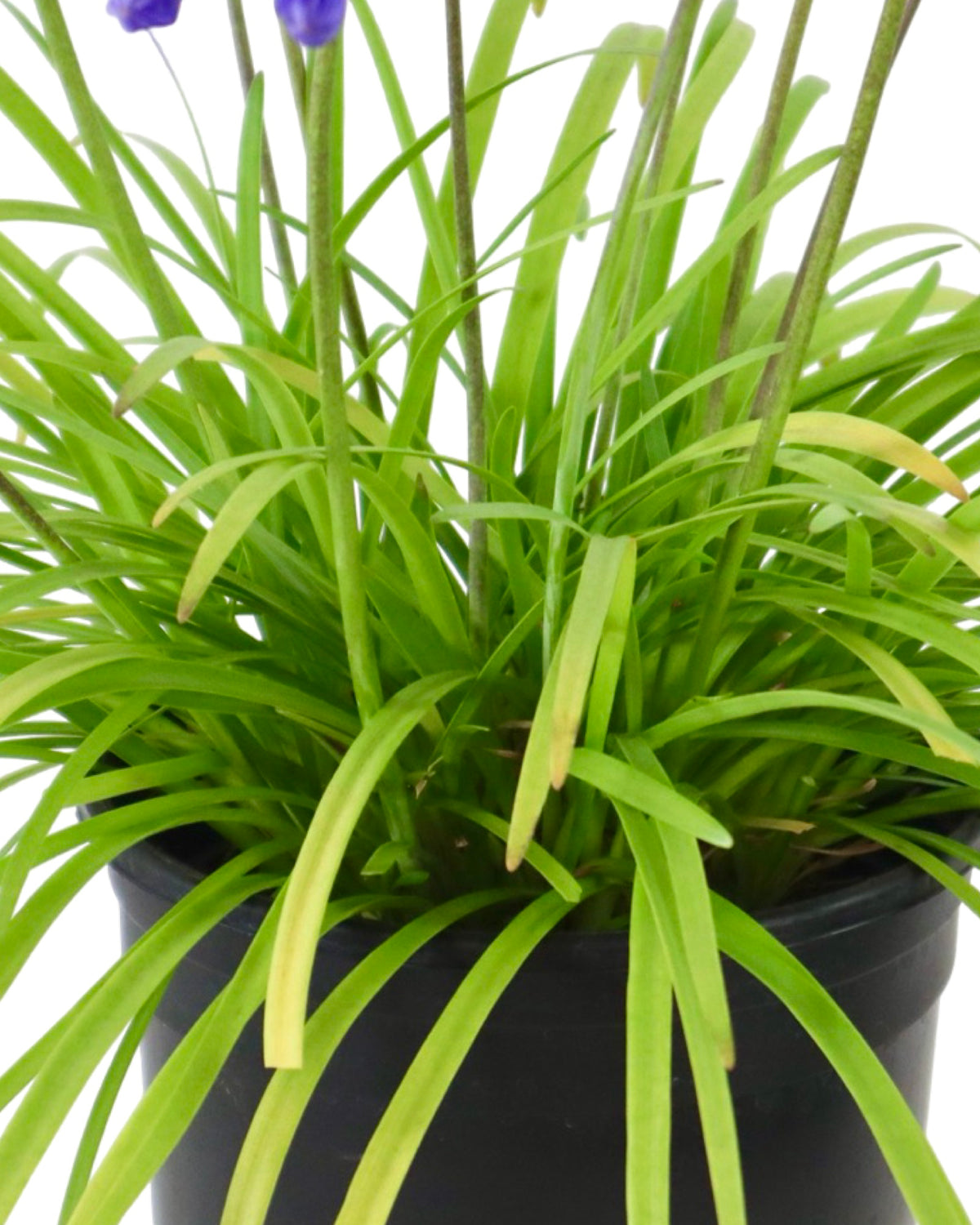 Agapanthus 'Brilliant Blue' - Perennials
