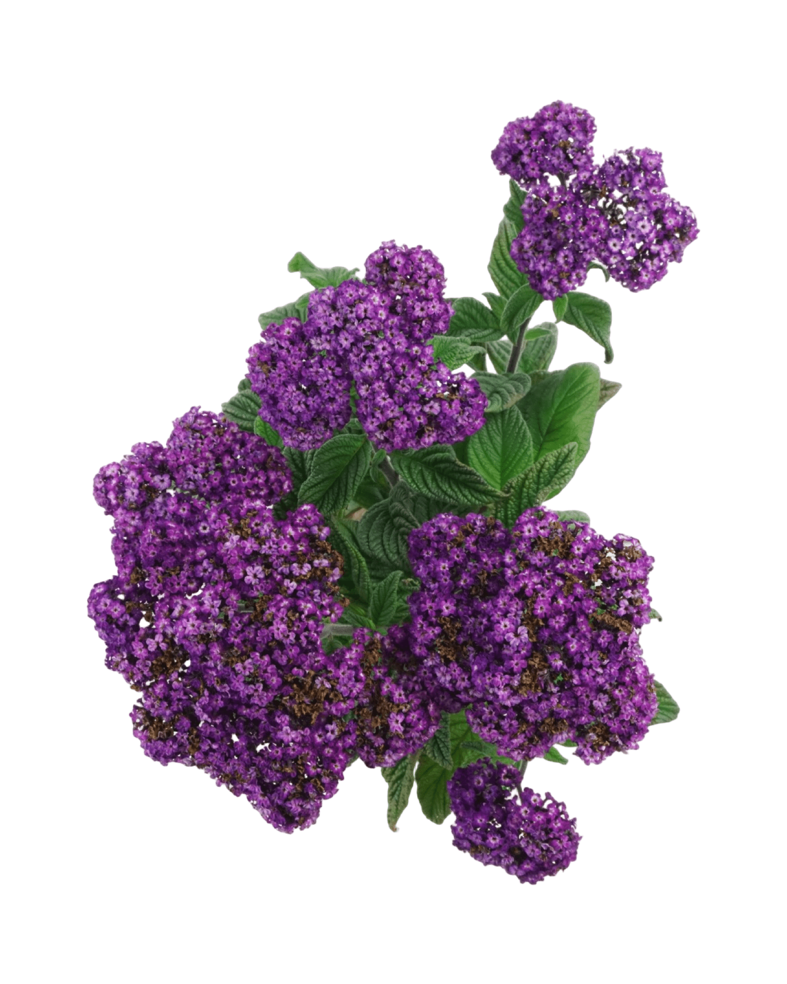 heliotrope house plant Heliotrope 'Fragrant Delight' – The Garden Corner