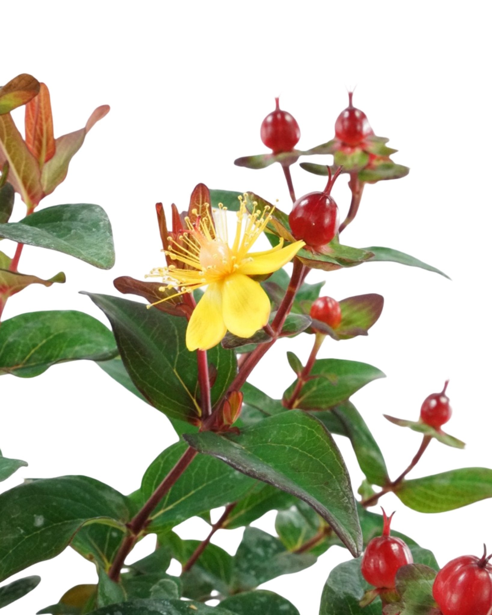 Hypericum 'Magical Midnight Glow' - The Garden Corner