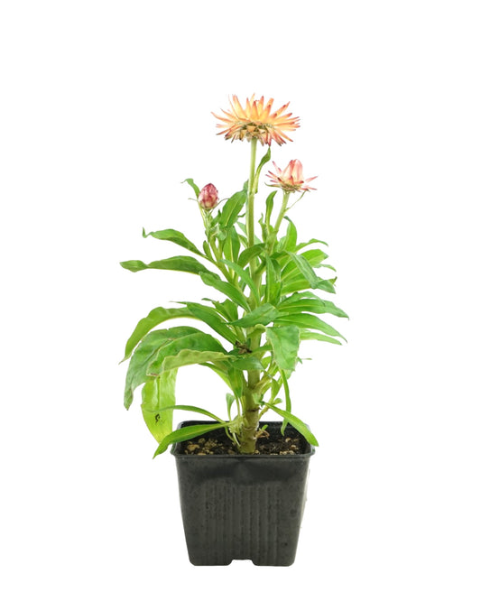 Xerochrysum bracteatum 'Peachy Keen' - The Garden Corner