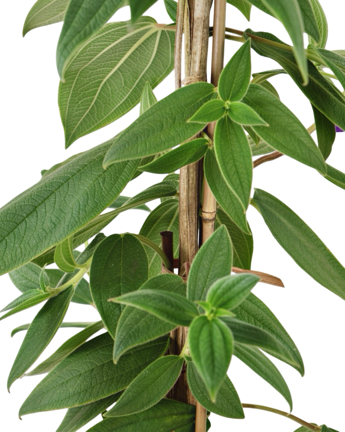 Tibouchina urvilleana - Tropical Plants