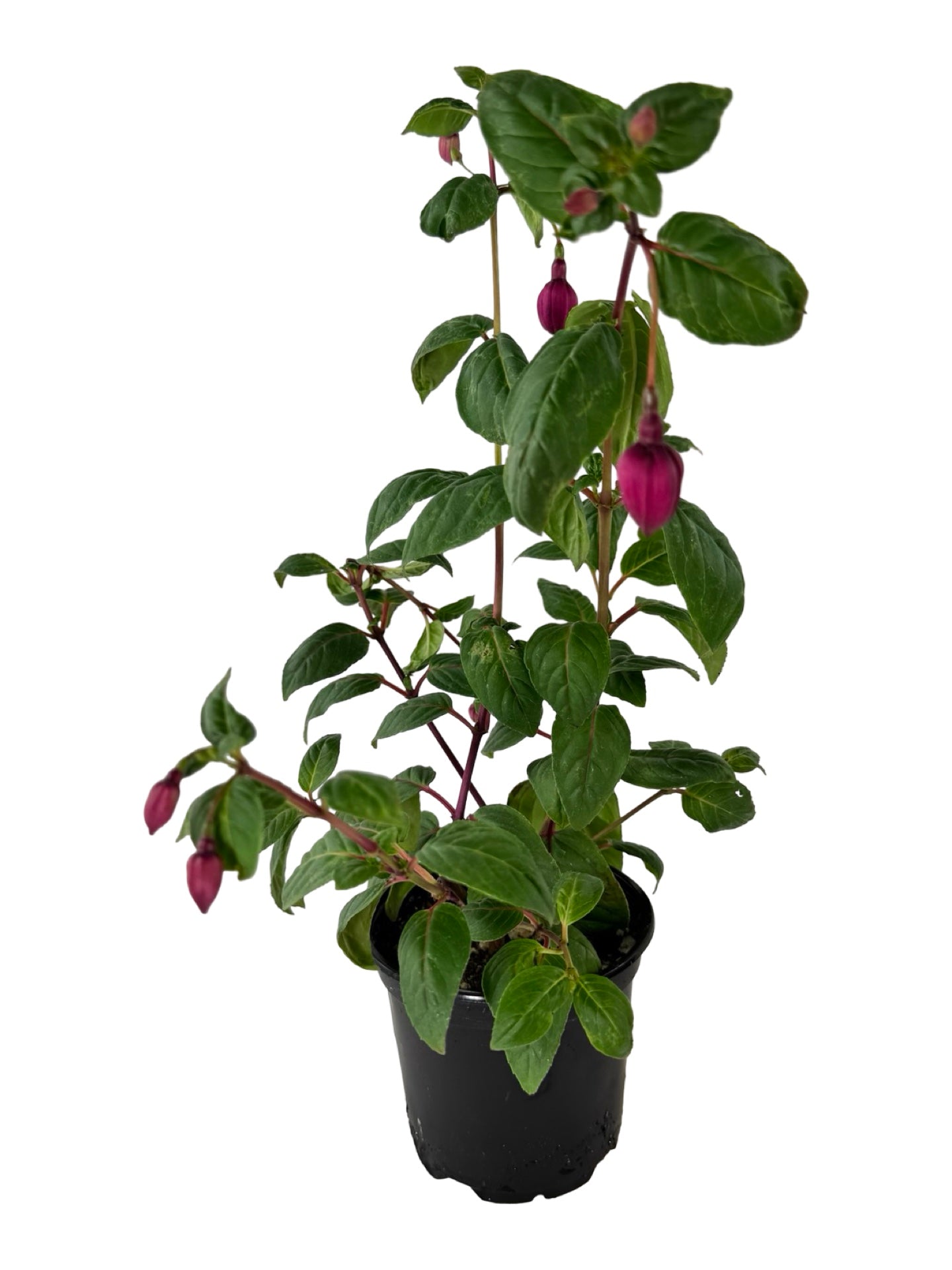 Fuchsia 'Giant Blacky' - Annuals