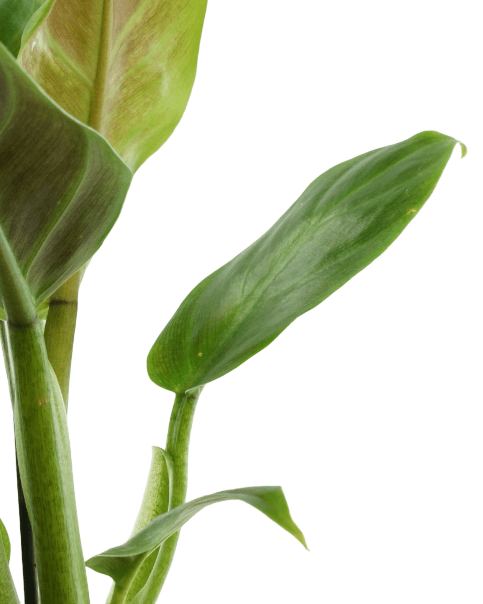 Philodendron subhastatum - The Garden Corner