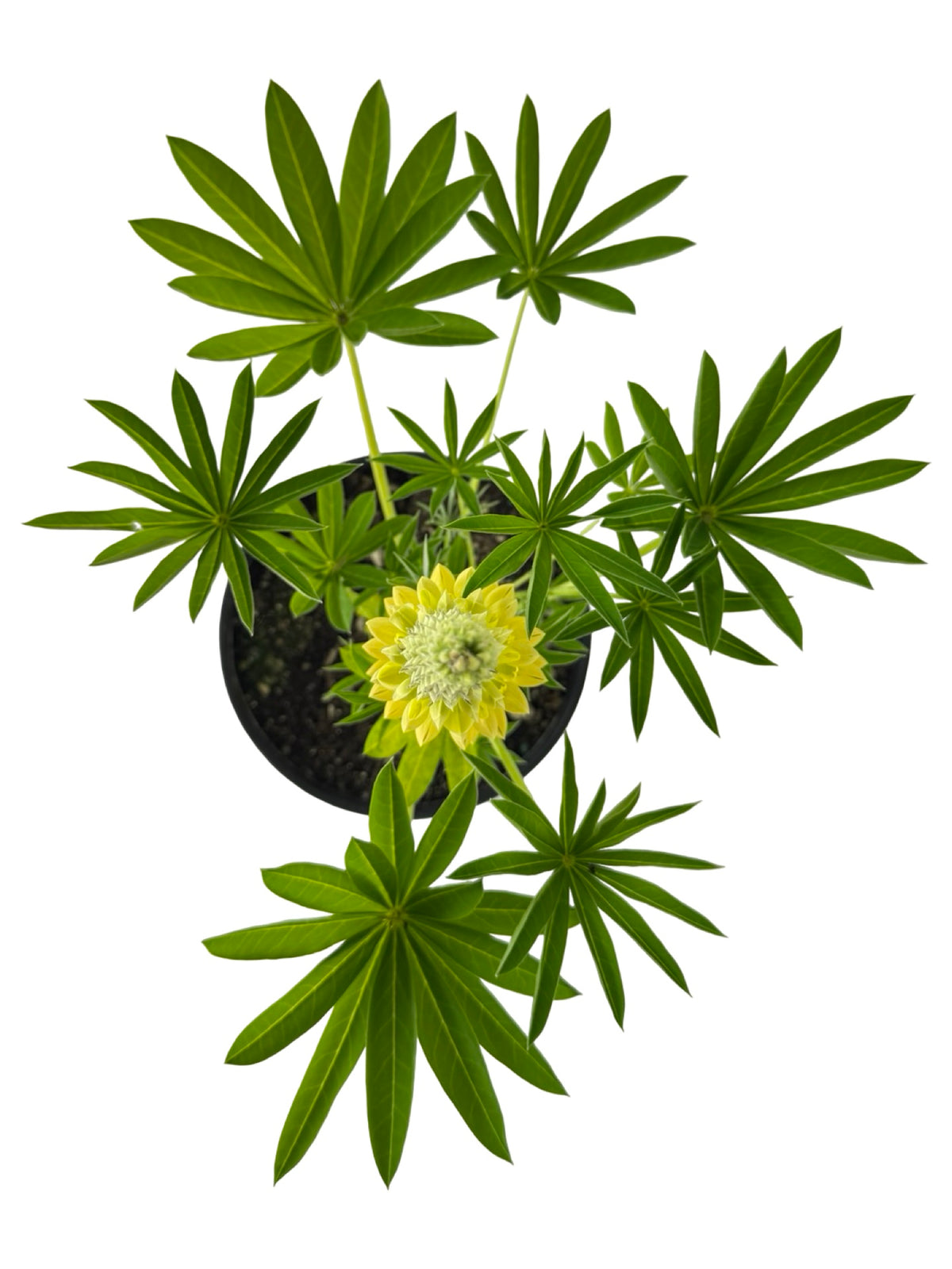 Lupinus 'Gallery Yellow' - Perennials