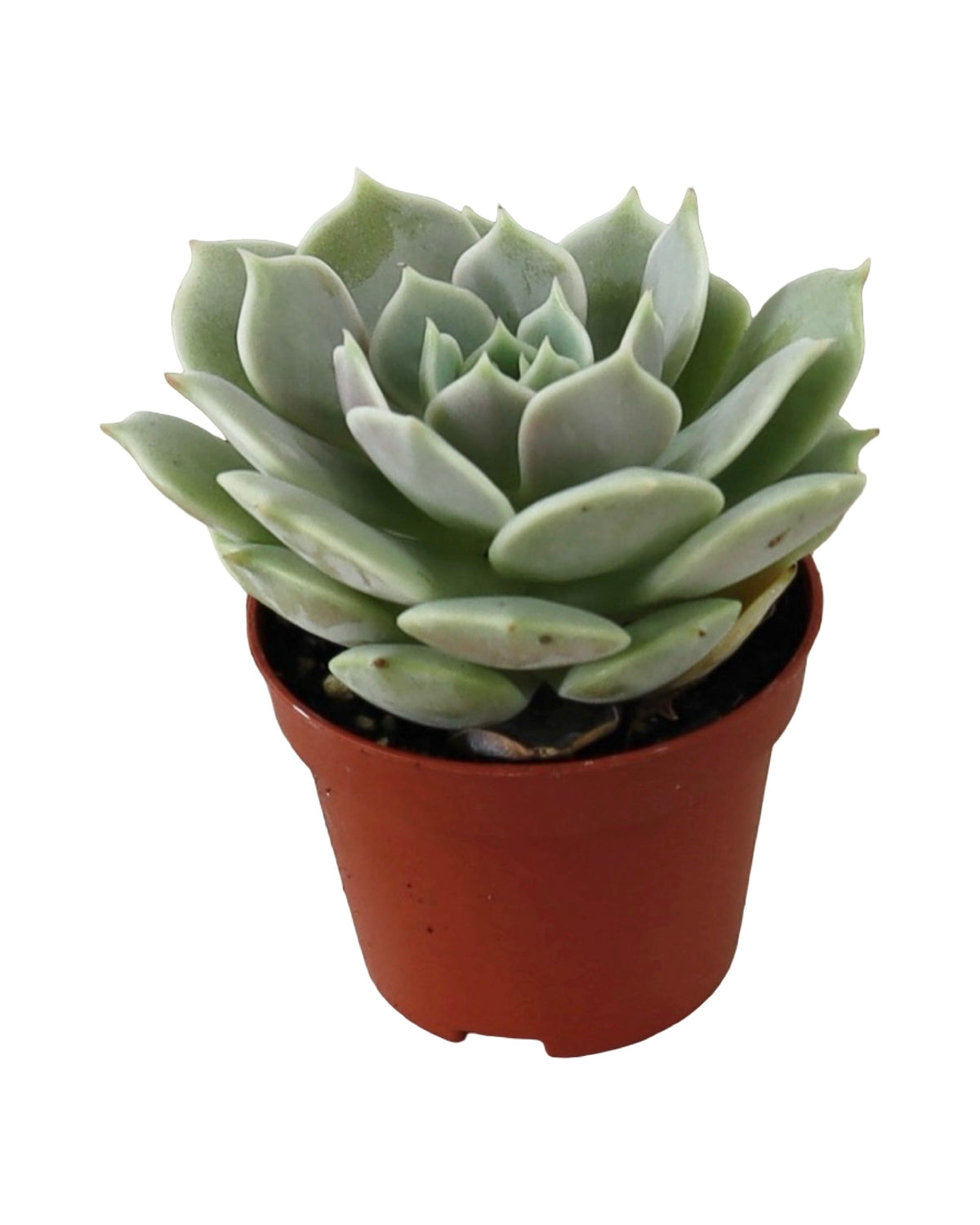 Echeveria ‘Fleur Blanc’ - House Plants