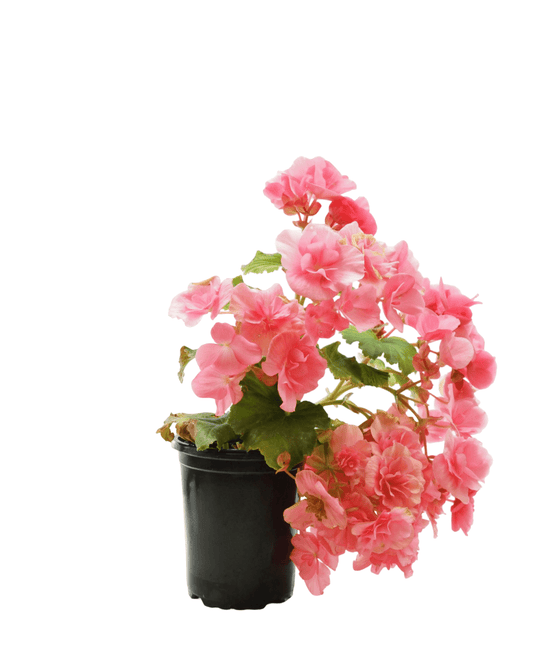 Solar Begonia - The Garden Corner