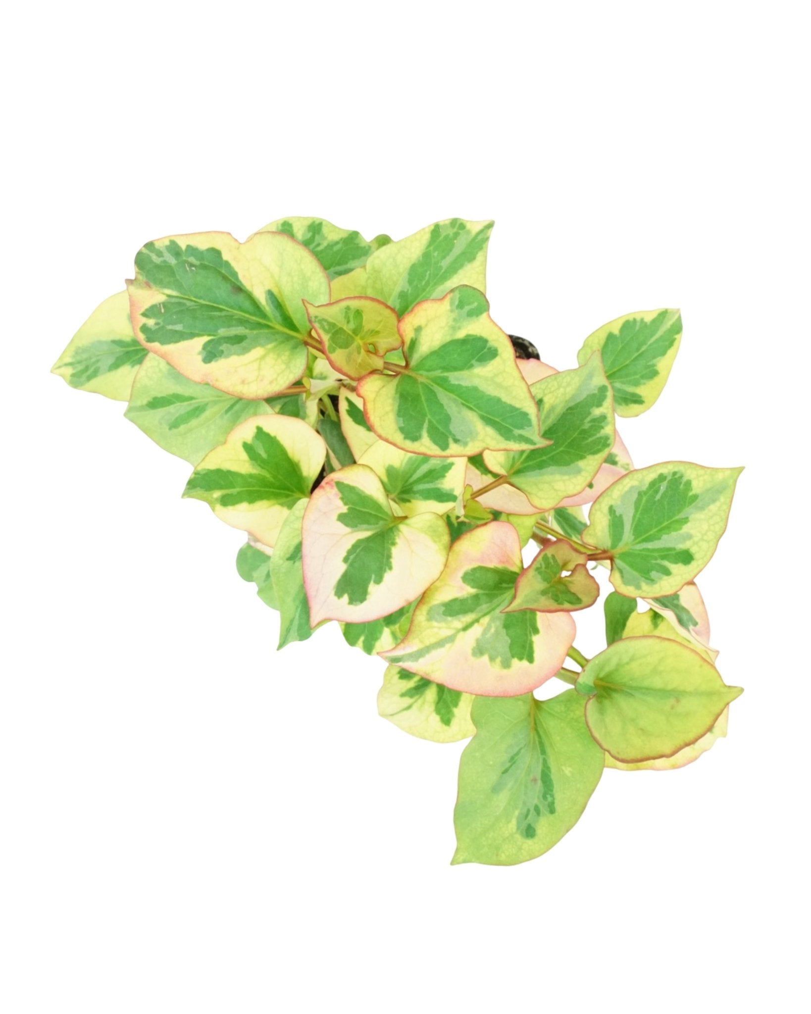 Houttuynia 'Chameleon' - The Garden Corner